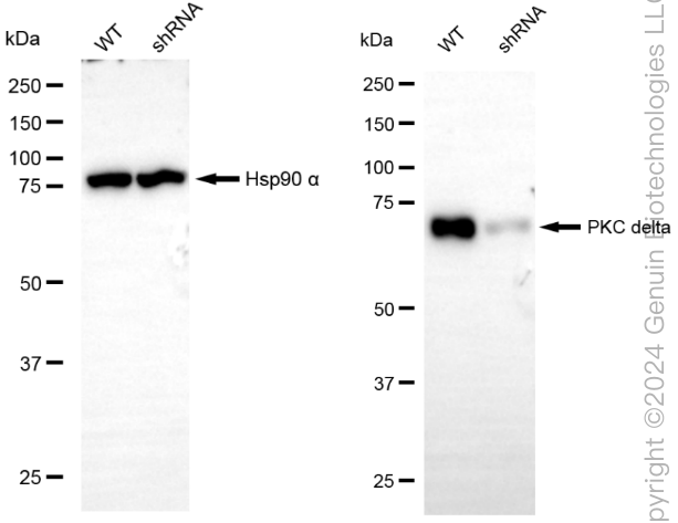 KD-Validated Anti-Protein Kinase C Delta Rabbit Monoclonal Antibody ABG1823