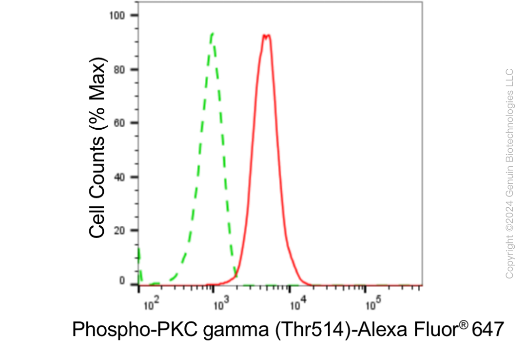 KD-Validated Anti-Phospho-PKC gamma (Thr514) Rabbit Monoclonal Antibody ABG1824
