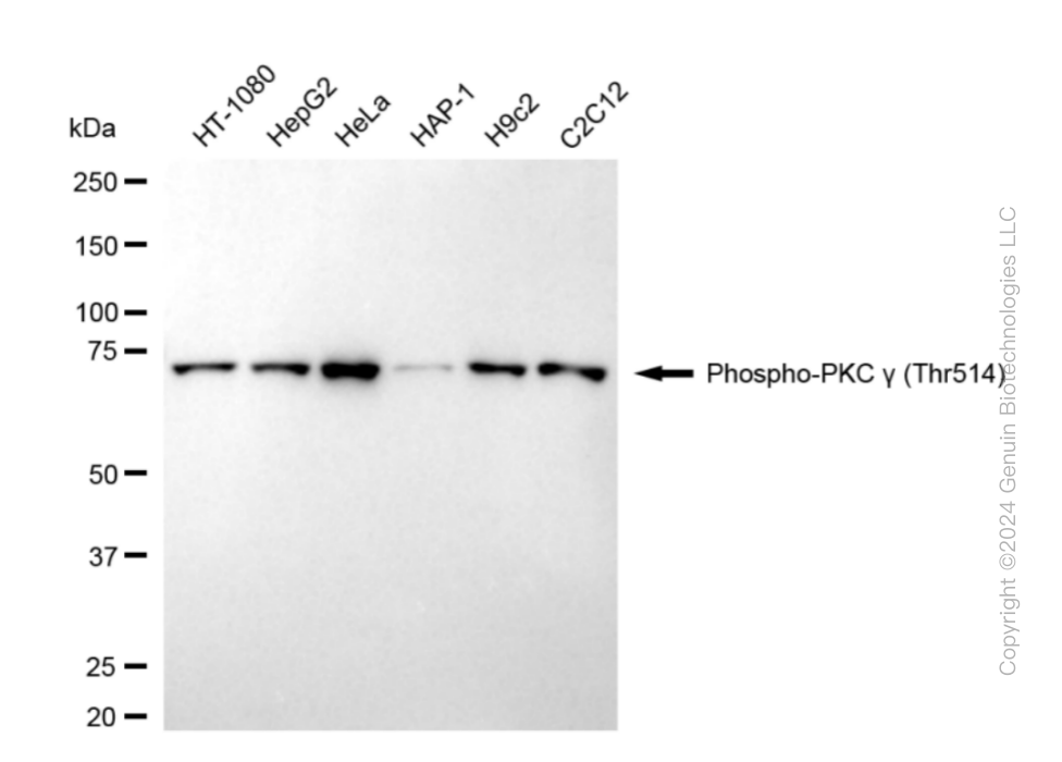 KD-Validated Anti-Phospho-PKC gamma (Thr514) Rabbit Monoclonal Antibody ABG1824