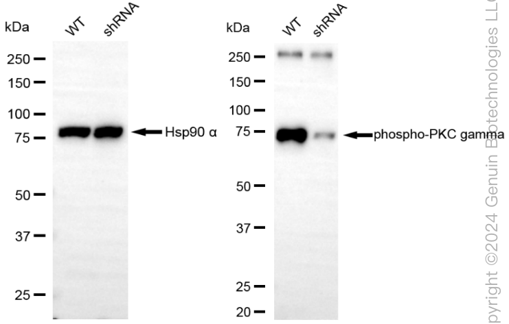 KD-Validated Anti-Phospho-PKC gamma (Thr514) Rabbit Monoclonal Antibody ABG1824