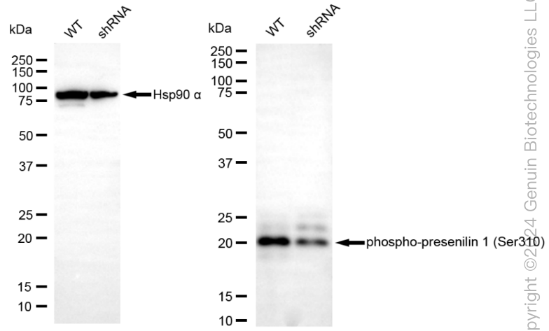 KD-Validated Anti-Phospho-Presenilin 1 (Ser310) Rabbit Monoclonal Antibody ABG1825