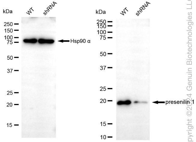 KD-Validated Anti-Presenilin 1 Rabbit Monoclonal Antibody ABG1826