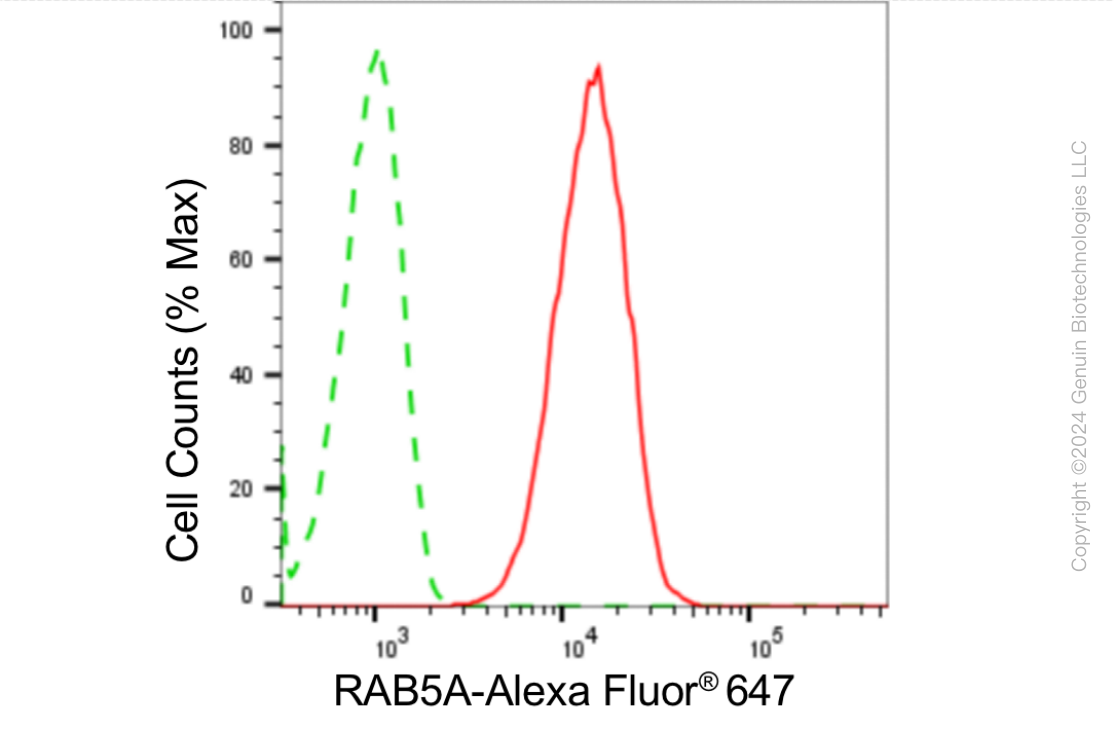 KD-Validated Anti-RAB5A Rabbit Monoclonal Antibody ABG1827