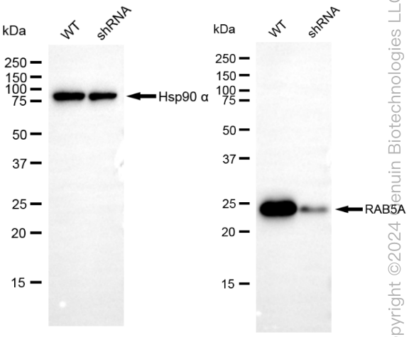 KD-Validated Anti-RAB5A Rabbit Monoclonal Antibody ABG1827