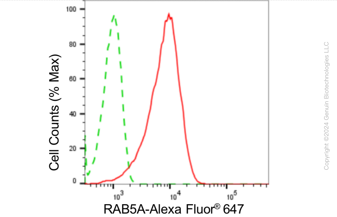 KD-Validated Anti-RAB5A Rabbit Monoclonal Antibody ABG1828