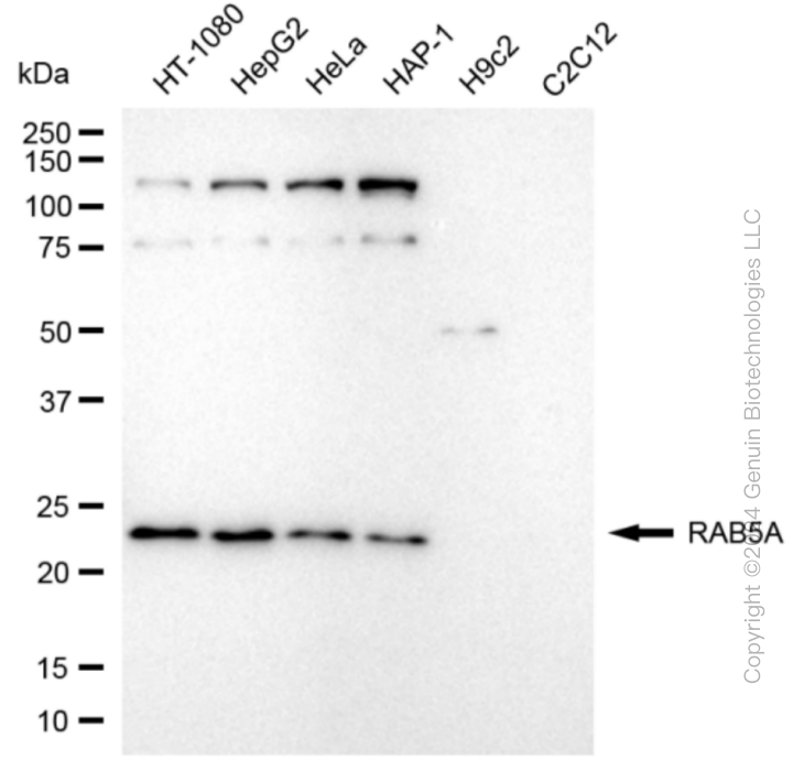 KD-Validated Anti-RAB5A Rabbit Monoclonal Antibody ABG1828