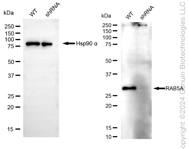KD-Validated Anti-RAB5A Rabbit Monoclonal Antibody ABG1828
