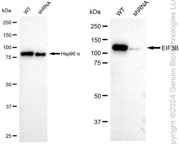 KD-Validated Anti-EIF3B Rabbit Monoclonal Antibody ABG1829