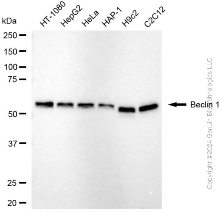 KD-Validated Anti-Beclin 1 Rabbit Monoclonal Antibody ABG1830