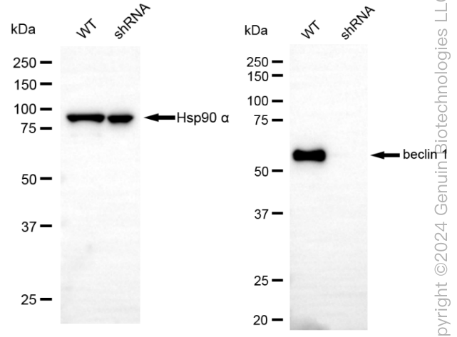 KD-Validated Anti-Beclin 1 Rabbit Monoclonal Antibody ABG1830