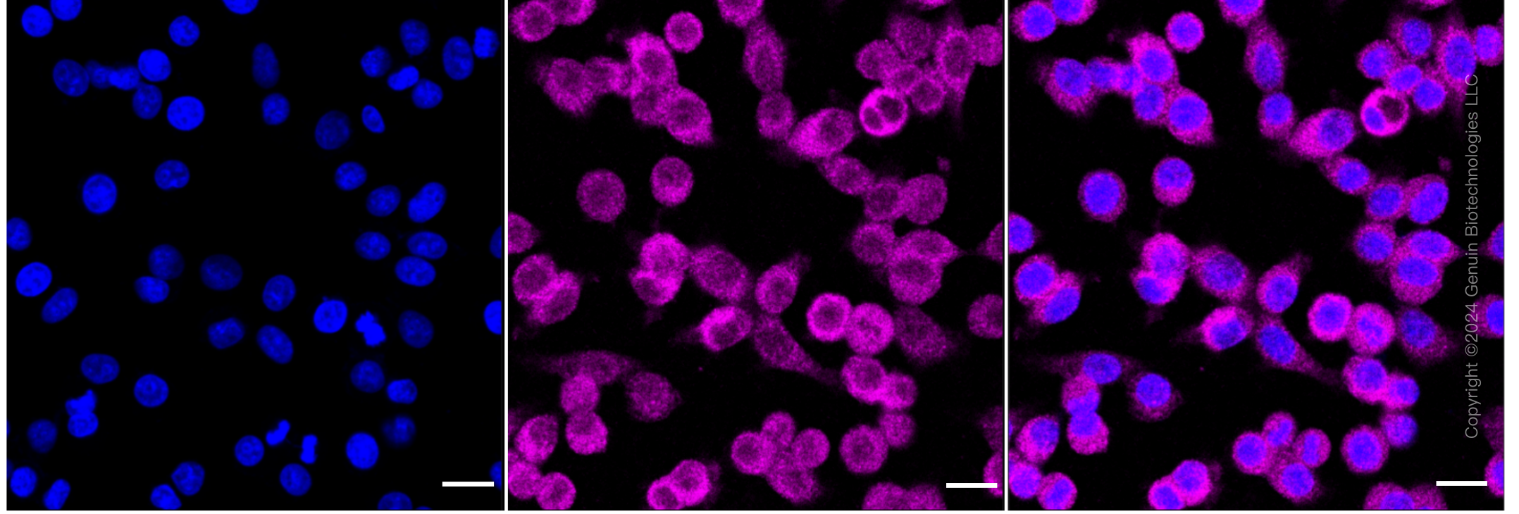 KD-Validated Anti-BCL10 Immune Signaling Adaptor Rabbit Monoclonal Antibody ABG1831