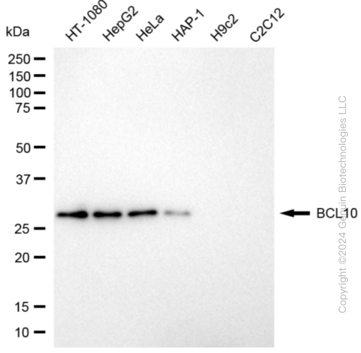 KD-Validated Anti-BCL10 Immune Signaling Adaptor Rabbit Monoclonal Antibody ABG1831