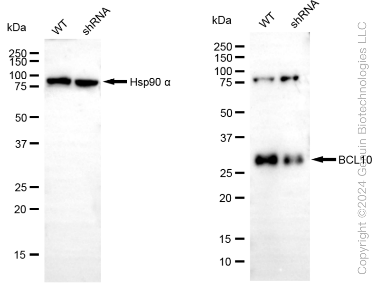 KD-Validated Anti-BCL10 Immune Signaling Adaptor Rabbit Monoclonal Antibody ABG1831