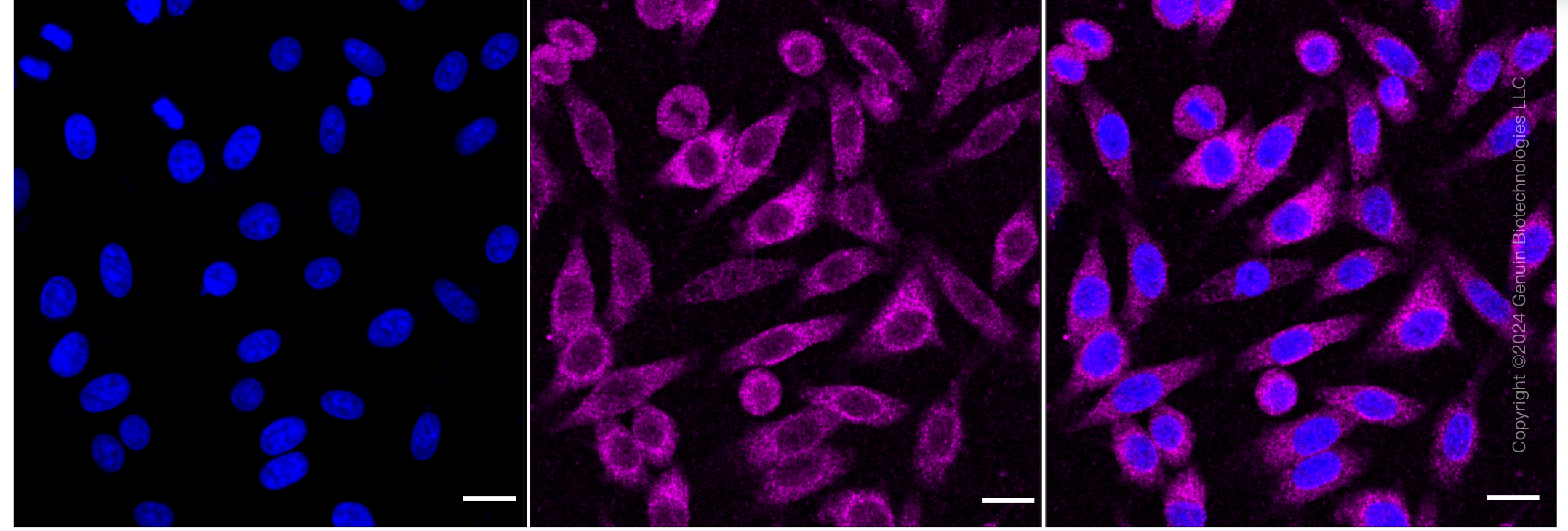 KD-Validated Anti-BCL10 Immune Signaling Adaptor Rabbit Monoclonal Antibody ABG1832