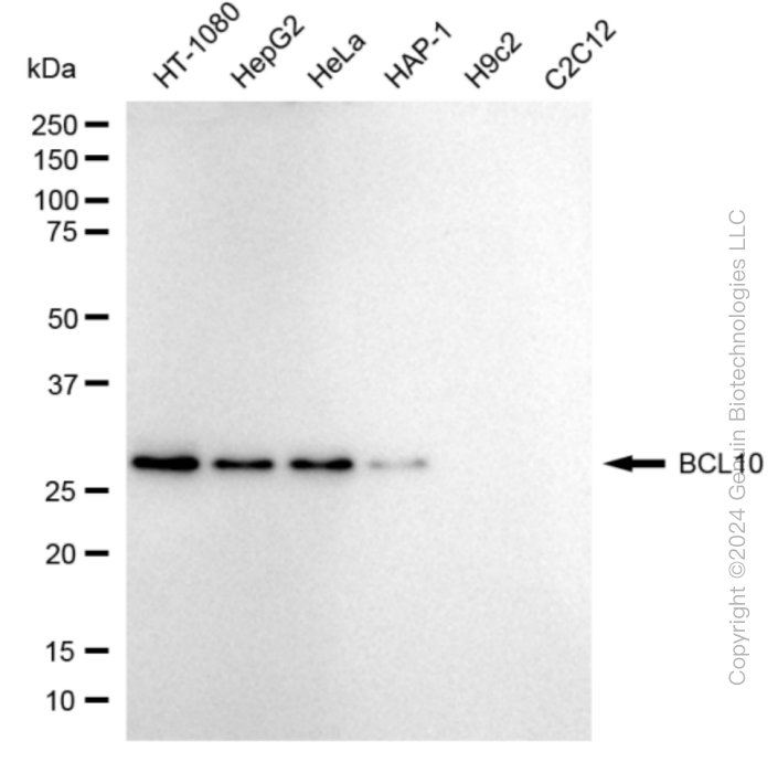 KD-Validated Anti-BCL10 Immune Signaling Adaptor Rabbit Monoclonal Antibody ABG1832