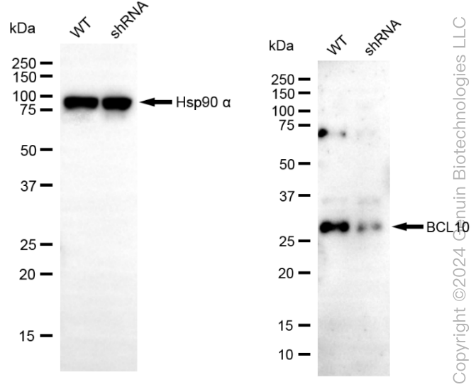 KD-Validated Anti-BCL10 Immune Signaling Adaptor Rabbit Monoclonal Antibody ABG1832