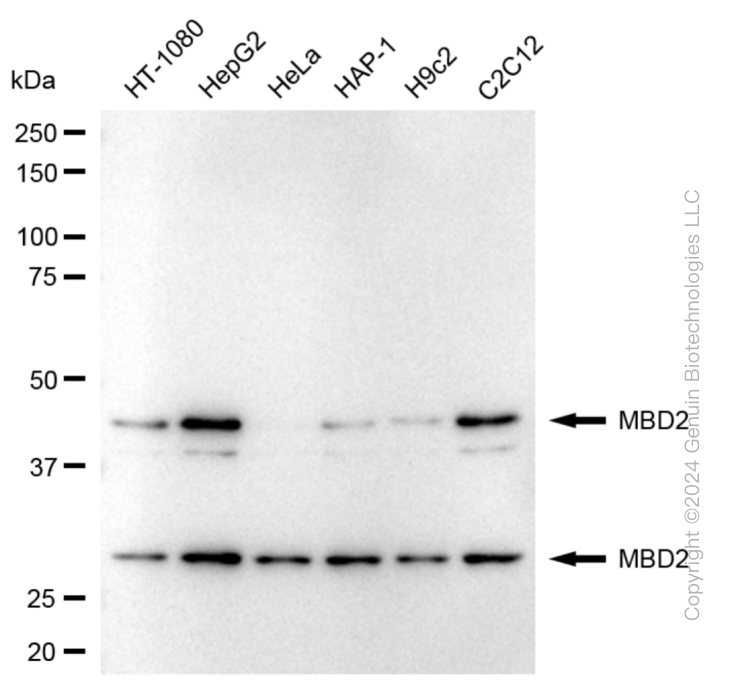 KD-Validated Anti-Methyl-CpG Binding Domain Protein 2 Rabbit Monoclonal Antibody ABG1833
