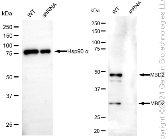 KD-Validated Anti-Methyl-CpG Binding Domain Protein 2 Rabbit Monoclonal Antibody ABG1833