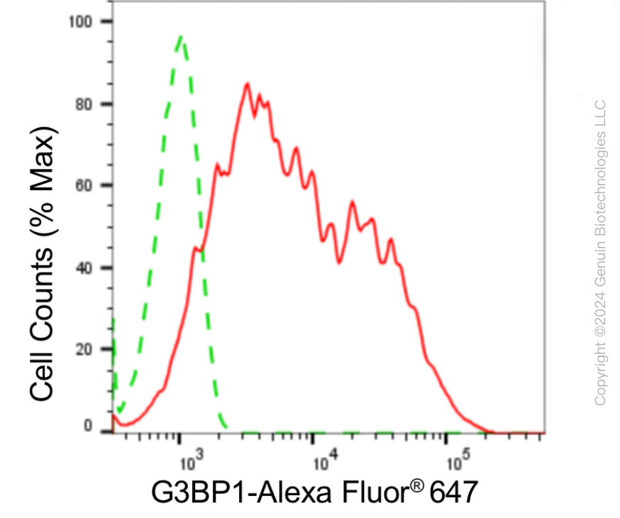 KD-Validated Anti-G3BP1 Rabbit Monoclonal Antibody ABG1834