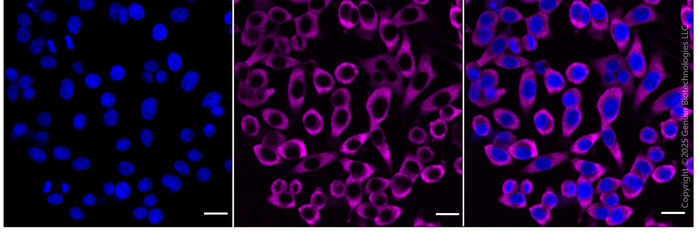 KD-Validated Anti-G3BP1 Rabbit Monoclonal Antibody ABG1834