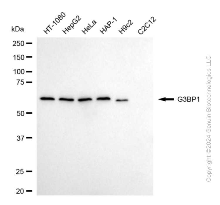 KD-Validated Anti-G3BP1 Rabbit Monoclonal Antibody ABG1834