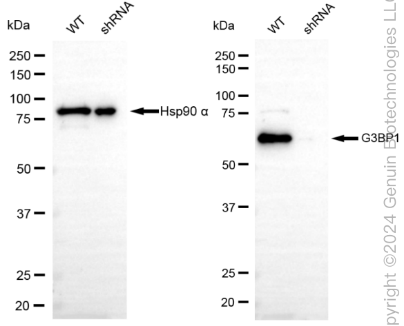 KD-Validated Anti-G3BP1 Rabbit Monoclonal Antibody ABG1834