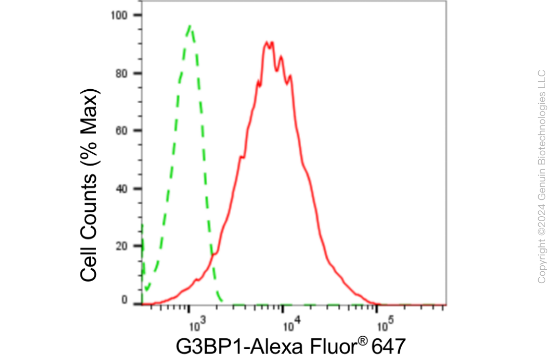 KD-Validated Anti-G3BP1 Rabbit Monoclonal Antibody ABG1835