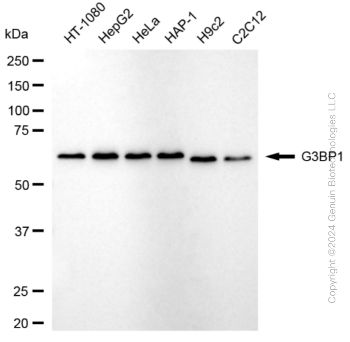 KD-Validated Anti-G3BP1 Rabbit Monoclonal Antibody ABG1835