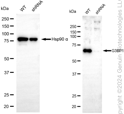 KD-Validated Anti-G3BP1 Rabbit Monoclonal Antibody ABG1835