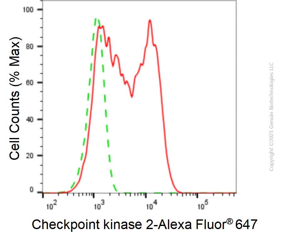 KD-Validated Anti-Checkpoint Kinase 2 Rabbit Monoclonal Antibody ABG1836