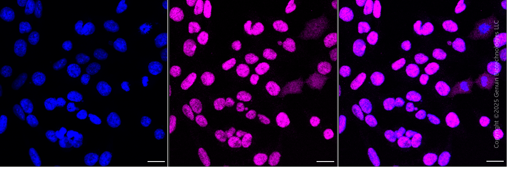 KD-Validated Anti-Checkpoint Kinase 2 Rabbit Monoclonal Antibody ABG1836