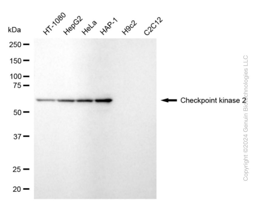 KD-Validated Anti-Checkpoint Kinase 2 Rabbit Monoclonal Antibody ABG1836