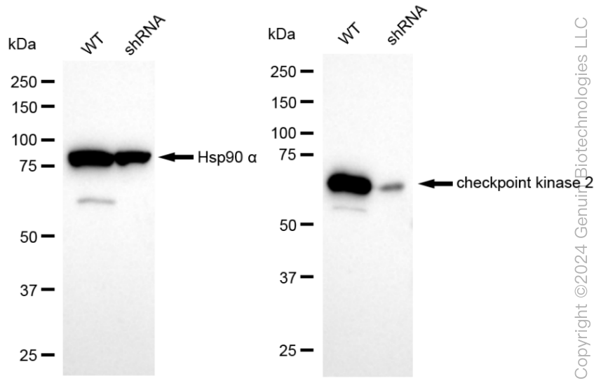 KD-Validated Anti-Checkpoint Kinase 2 Rabbit Monoclonal Antibody ABG1836