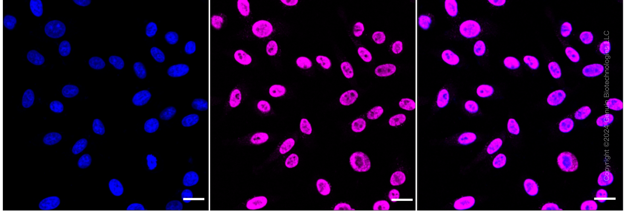 KD-Validated Anti-DAZ Associated Protein 1 Rabbit Monoclonal Antibody ABG1837