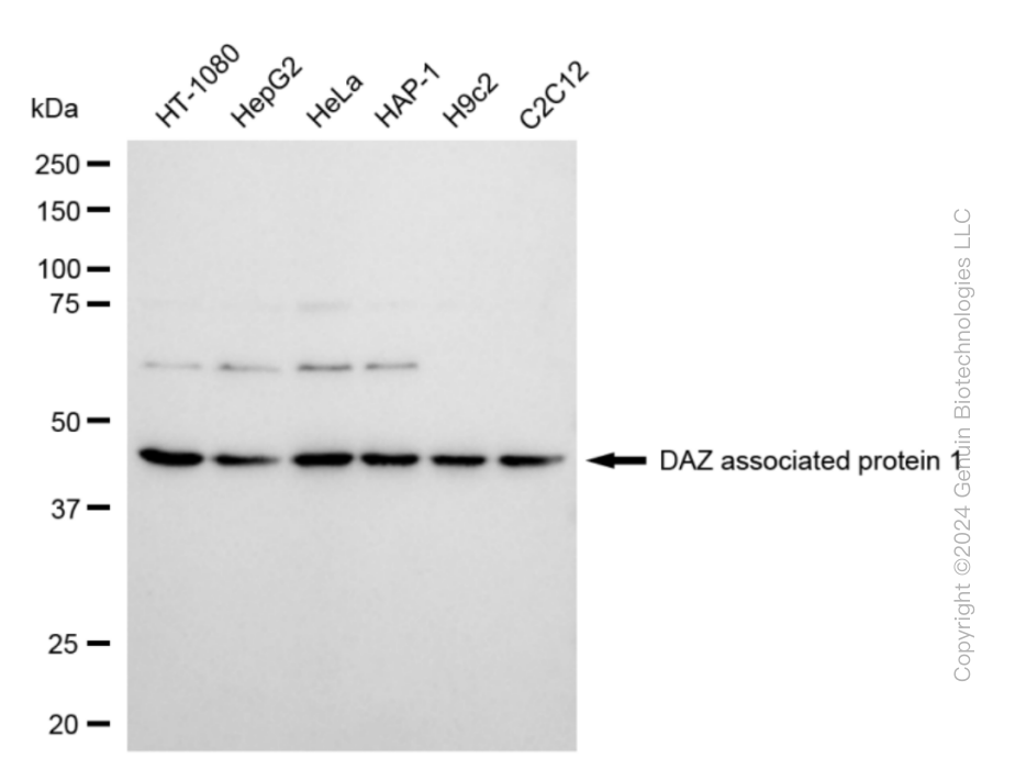 KD-Validated Anti-DAZ Associated Protein 1 Rabbit Monoclonal Antibody ABG1837