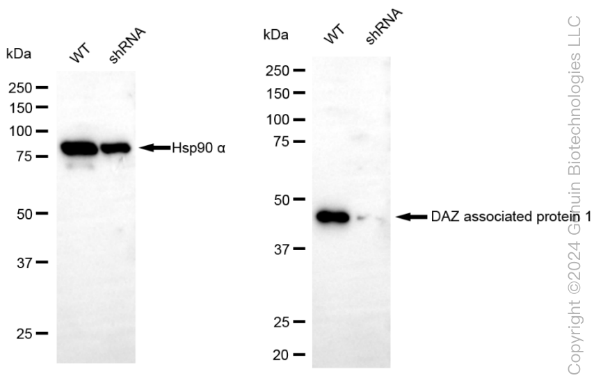 KD-Validated Anti-DAZ Associated Protein 1 Rabbit Monoclonal Antibody ABG1837
