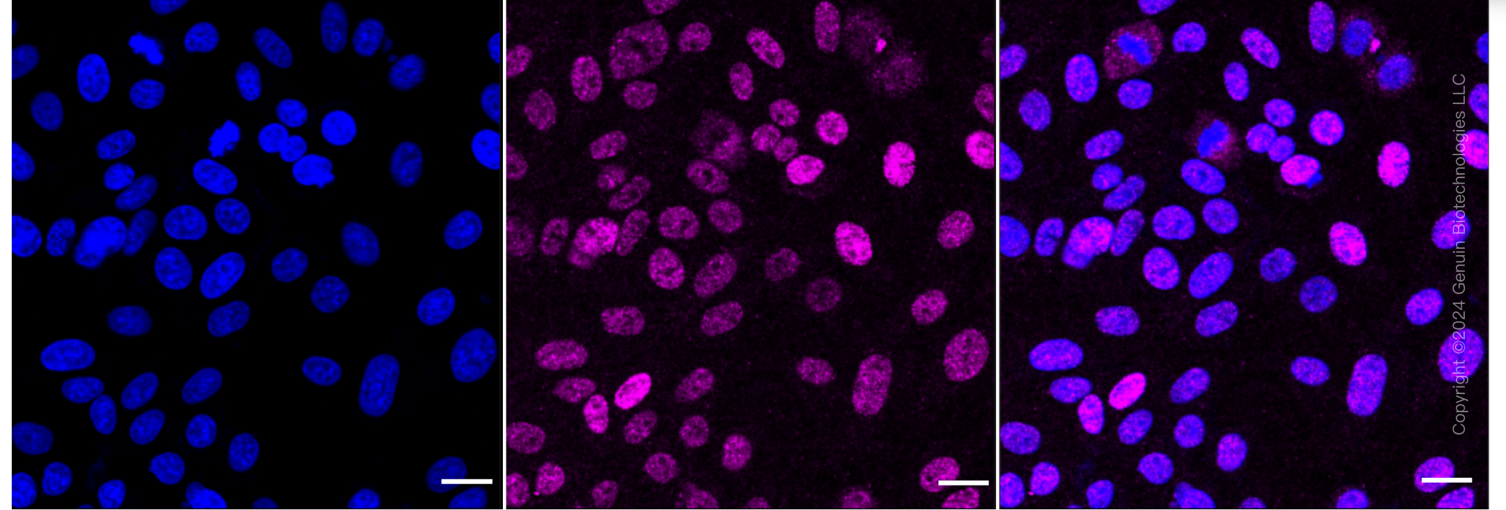 KD-Validated Anti-DAZ Associated Protein 1 Rabbit Monoclonal Antibody ABG1838