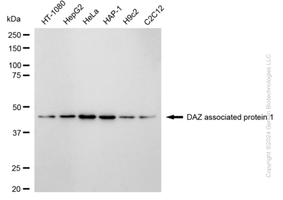 KD-Validated Anti-DAZ Associated Protein 1 Rabbit Monoclonal Antibody ABG1838