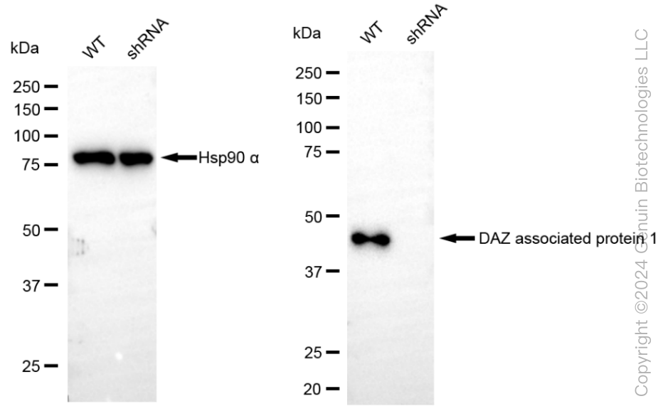 KD-Validated Anti-DAZ Associated Protein 1 Rabbit Monoclonal Antibody ABG1838