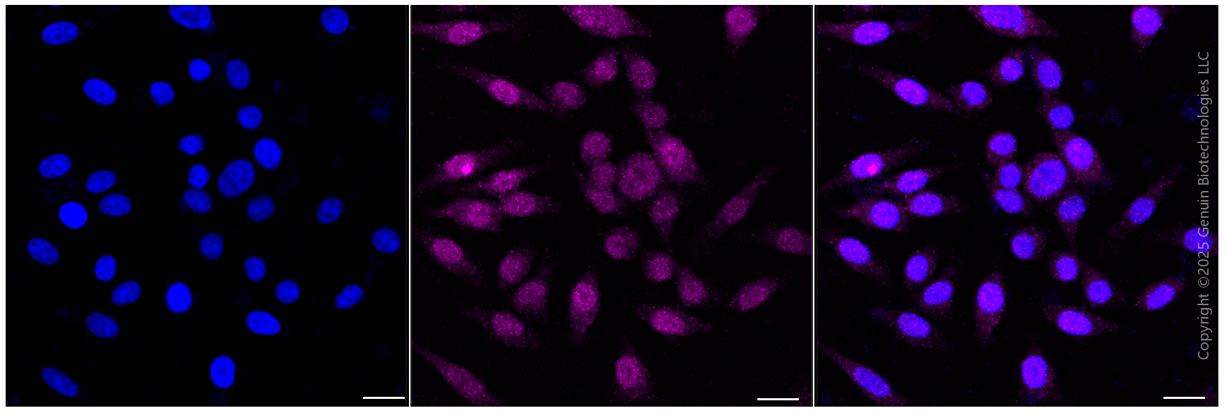 KD-Validated Anti-MLKL Rabbit Monoclonal Antibody ABG1839