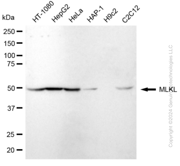 KD-Validated Anti-MLKL Rabbit Monoclonal Antibody ABG1839
