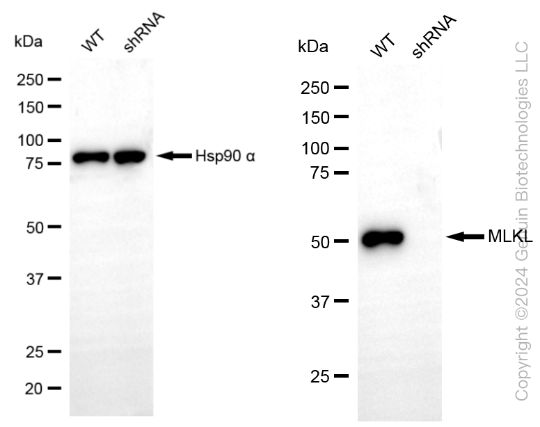 KD-Validated Anti-MLKL Rabbit Monoclonal Antibody ABG1839