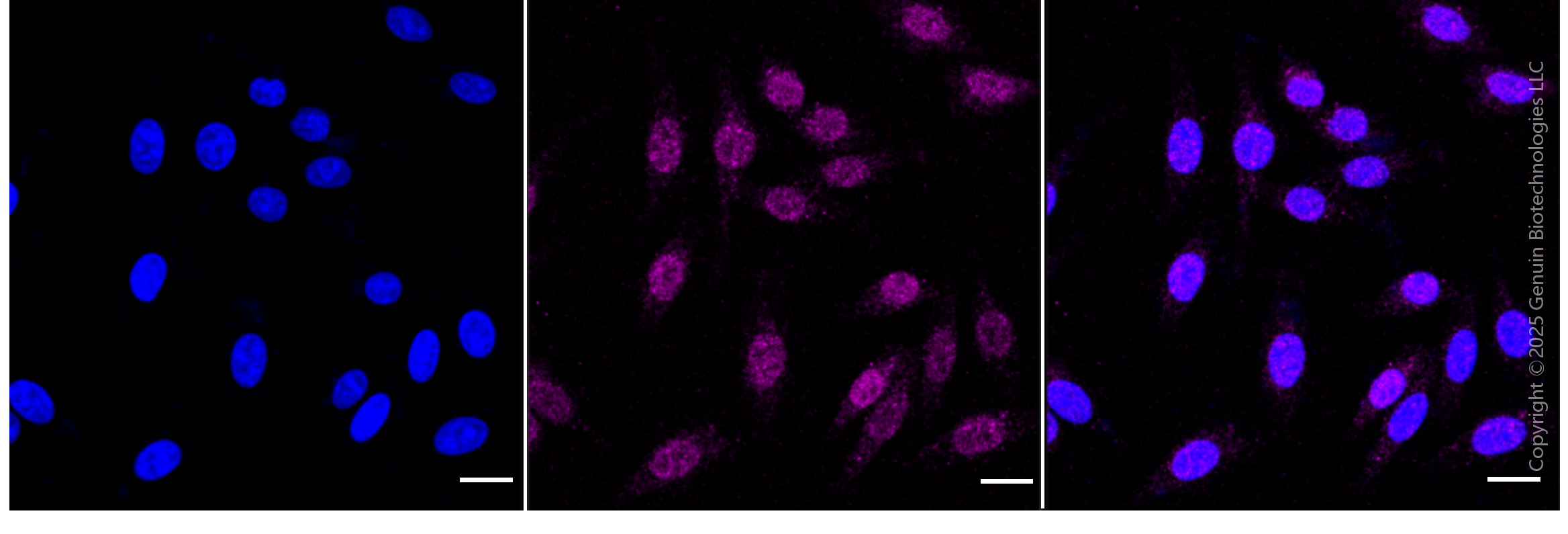 KD-Validated Anti-MLKL Rabbit Monoclonal Antibody ABG1840
