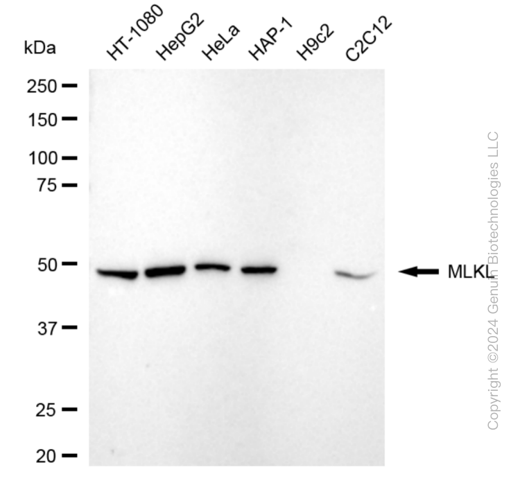 KD-Validated Anti-MLKL Rabbit Monoclonal Antibody ABG1840