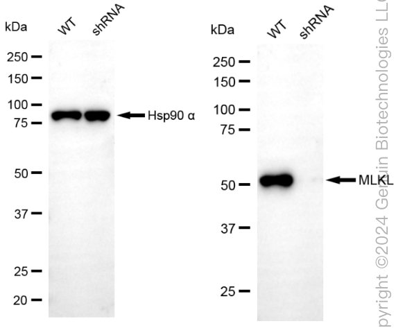 KD-Validated Anti-MLKL Rabbit Monoclonal Antibody ABG1840
