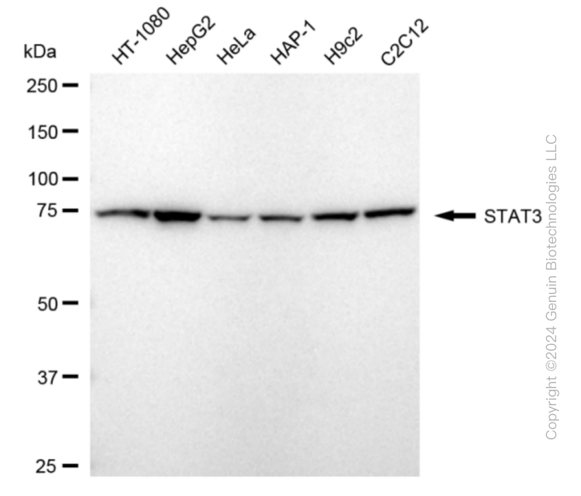 KD-Validated Anti-STAT3 Rabbit Monoclonal Antibody ABG1841