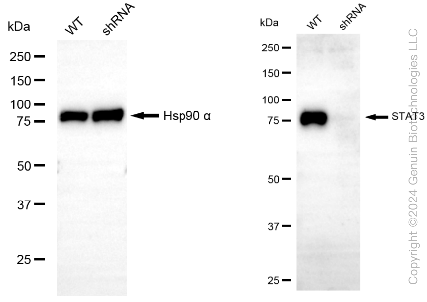 KD-Validated Anti-STAT3 Rabbit Monoclonal Antibody ABG1841