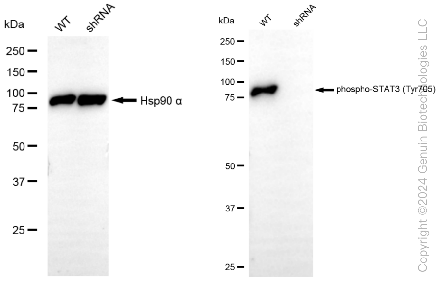 KD-Validated Anti-Phospho-STAT3 (Tyr705) Rabbit Monoclonal Antibody ABG1842