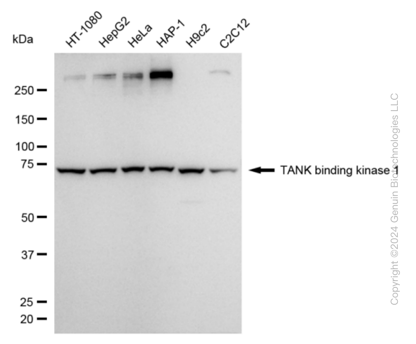 KD-Validated Anti-TANK Binding Kinase 1 Rabbit Monoclonal Antibody ABG1843