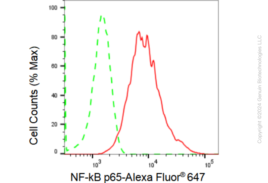 KD-Validated Anti-NF-kB p65 Rabbit Monoclonal Antibody ABG1846